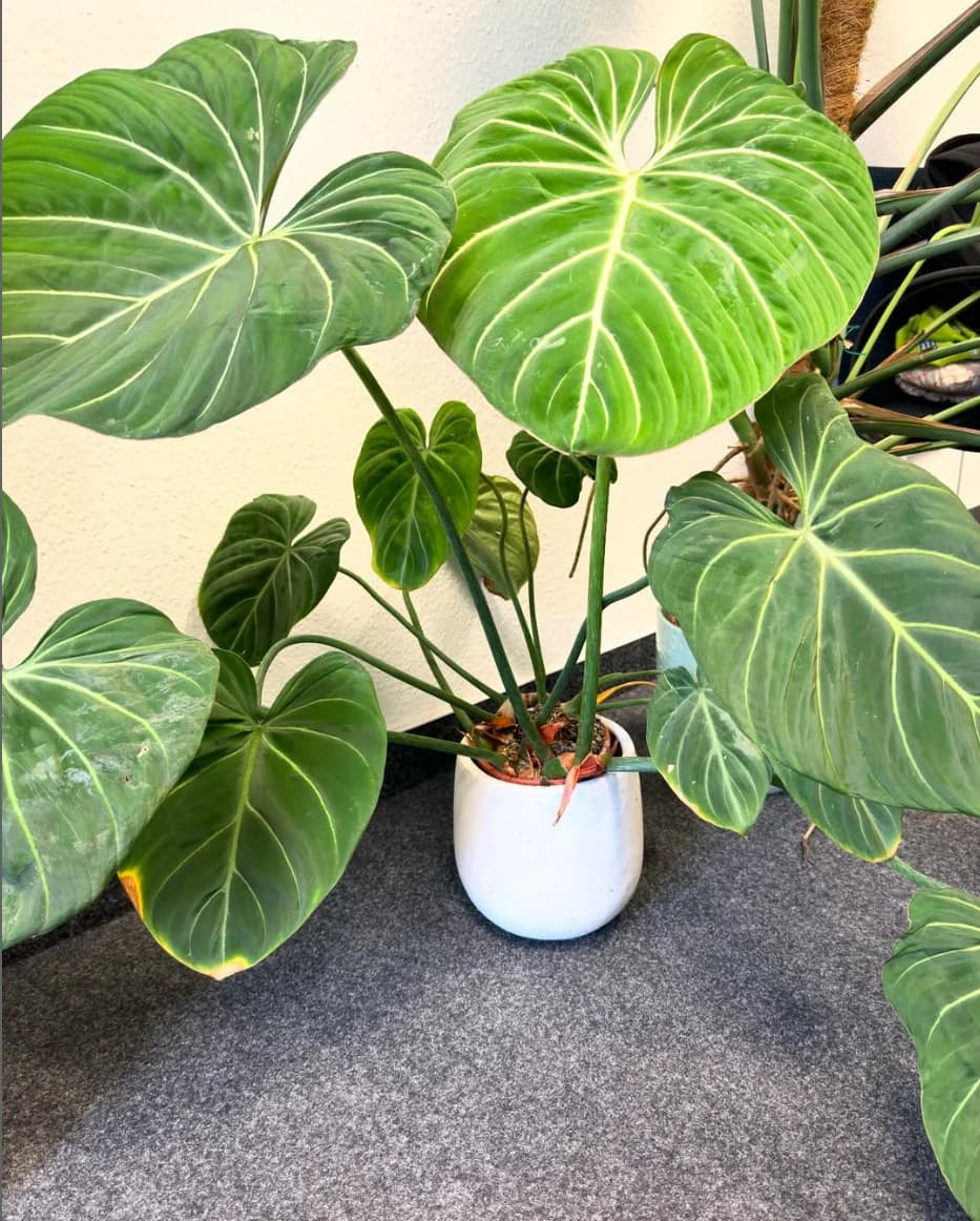 Large tropical Philodendron leaves from Diego’s plant collection